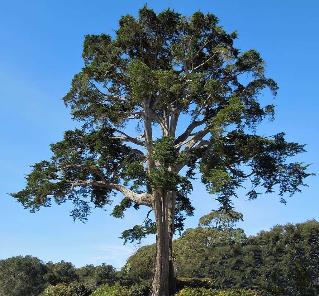 Monterey Cypress by David Gress