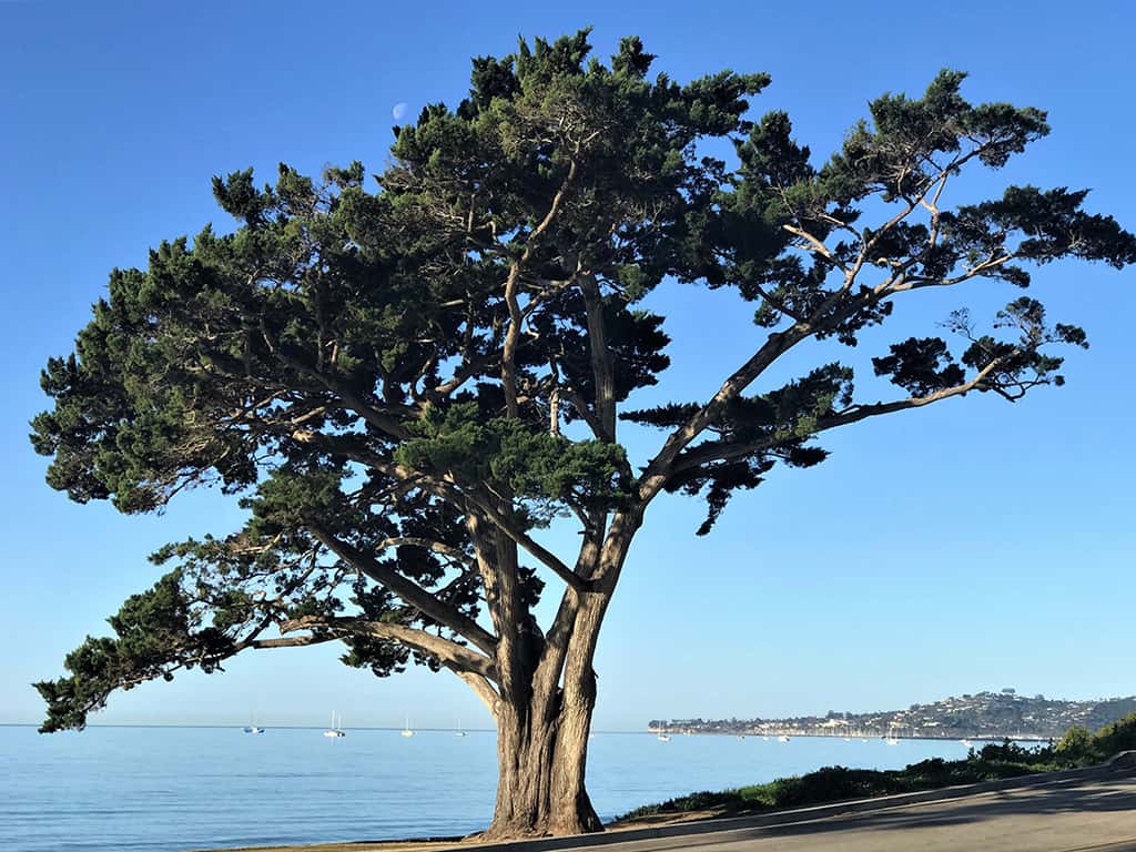 Monterey Cypress Tree Photo by David Gress