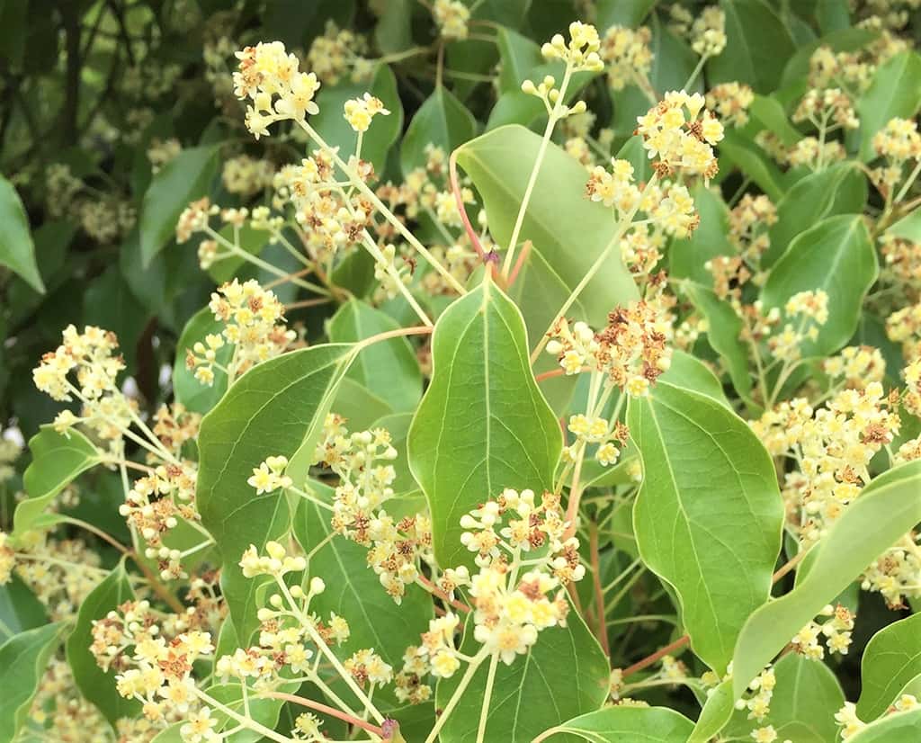 Camphor Tree Flowers - Photo David Gress