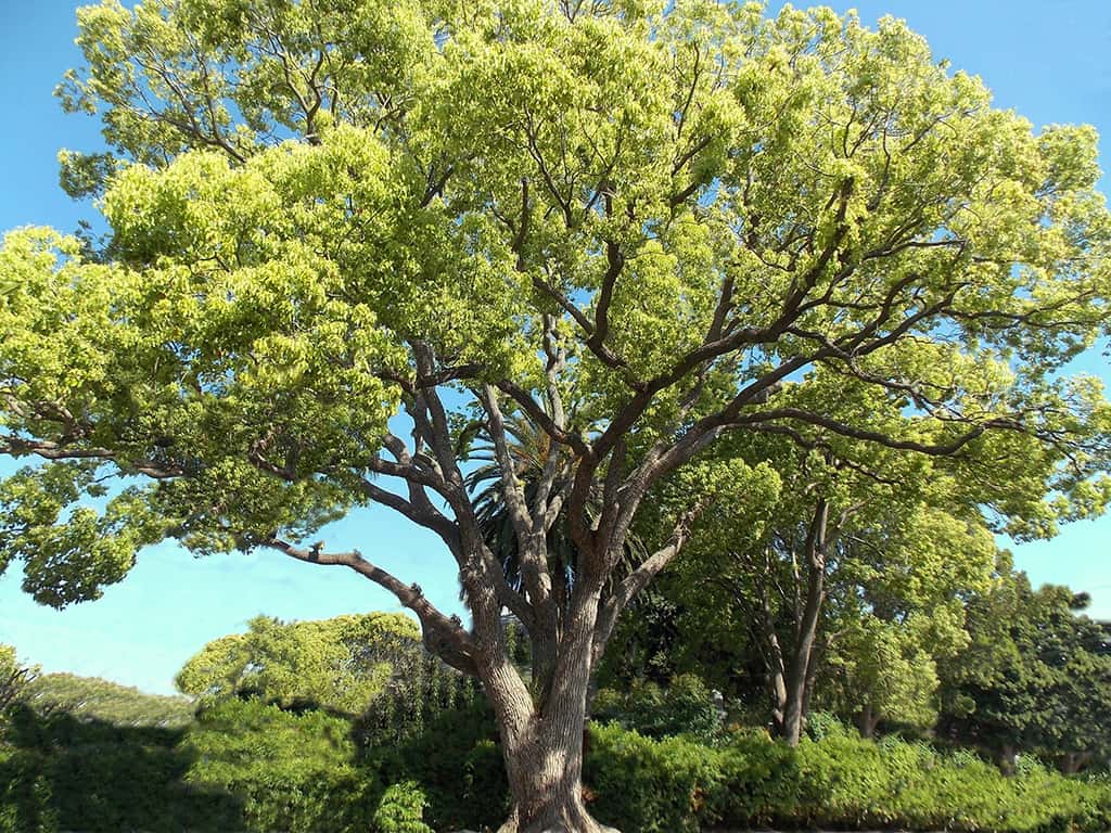 Camphor Tree - Photo David Gress