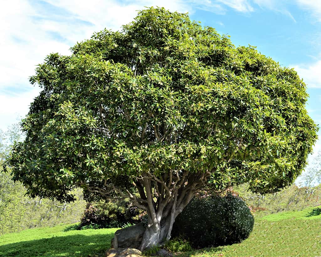 Victorian Box Tree - Pittosporum undulatum