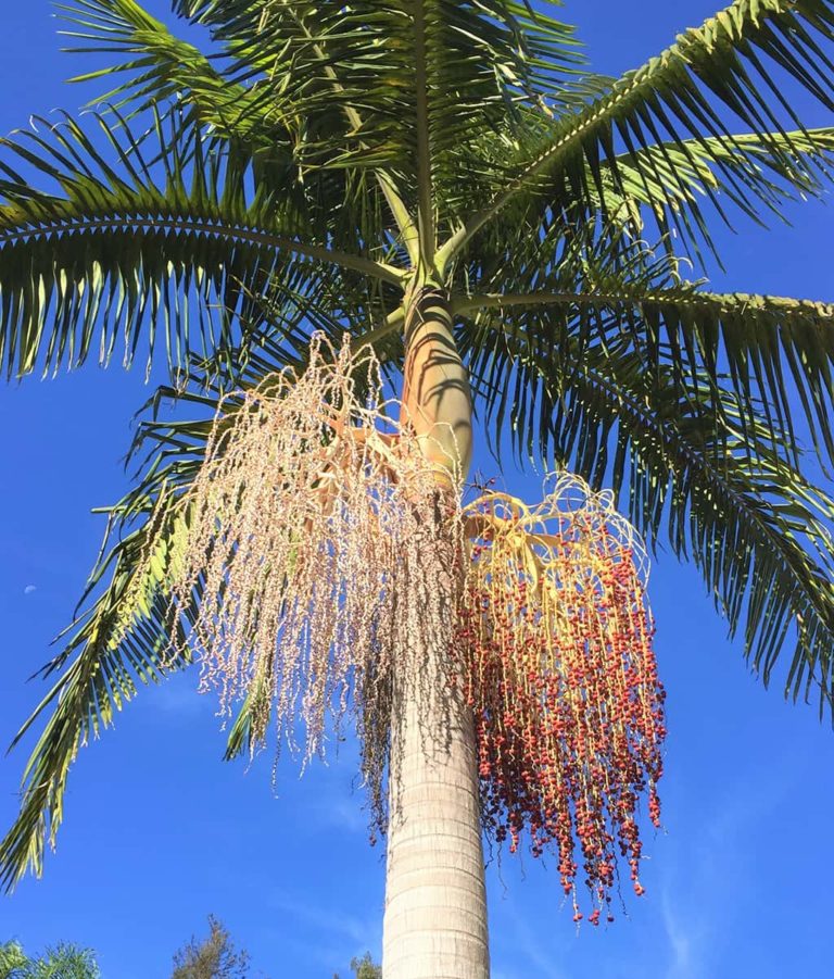 King Palm – Santa Barbara Beautiful