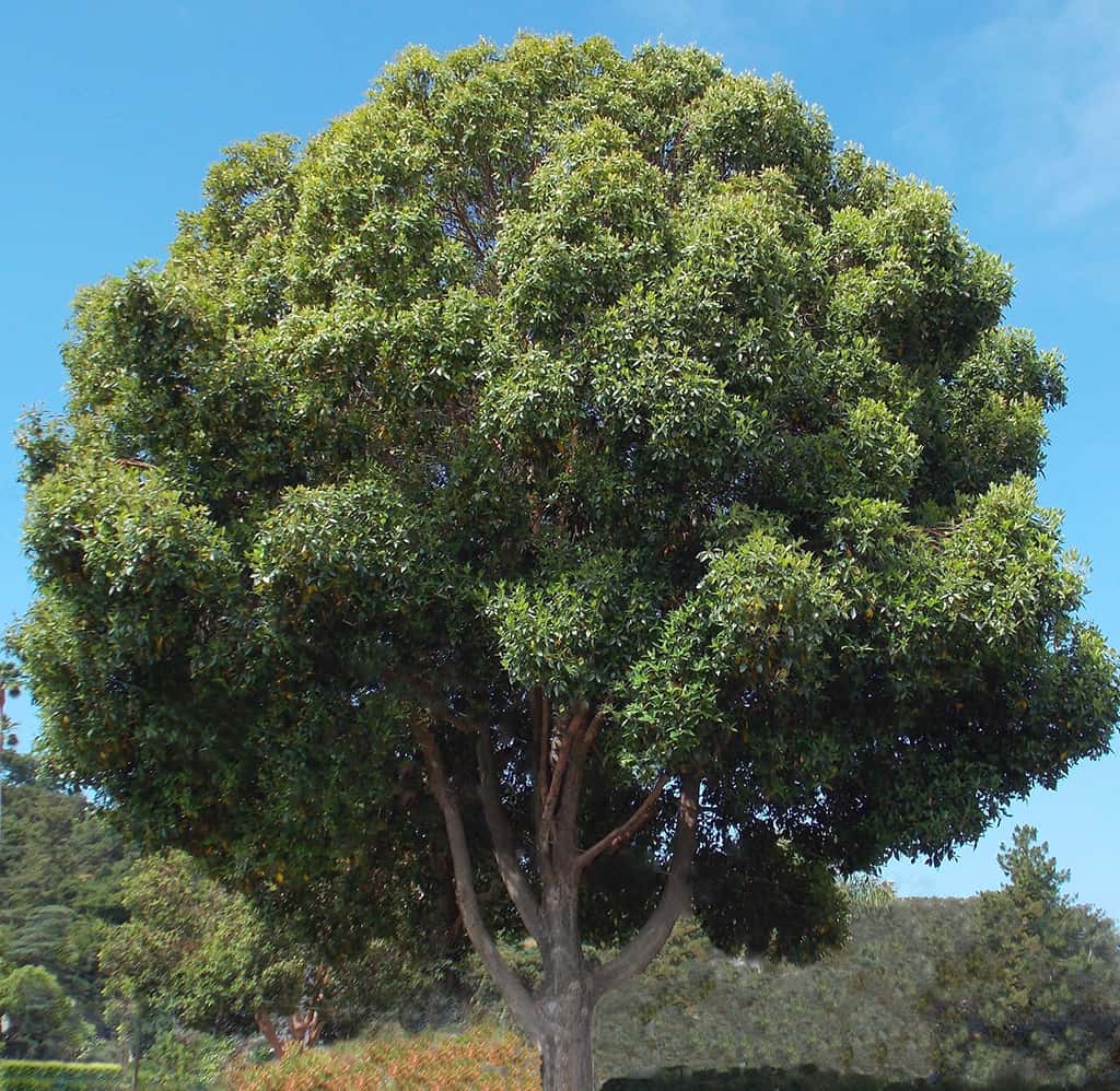 Brisbane Box Tree by David Gress