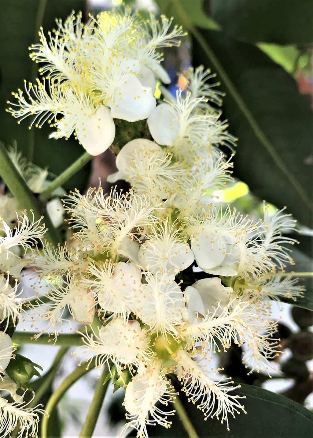 Brisbane Box Tree - Flowers