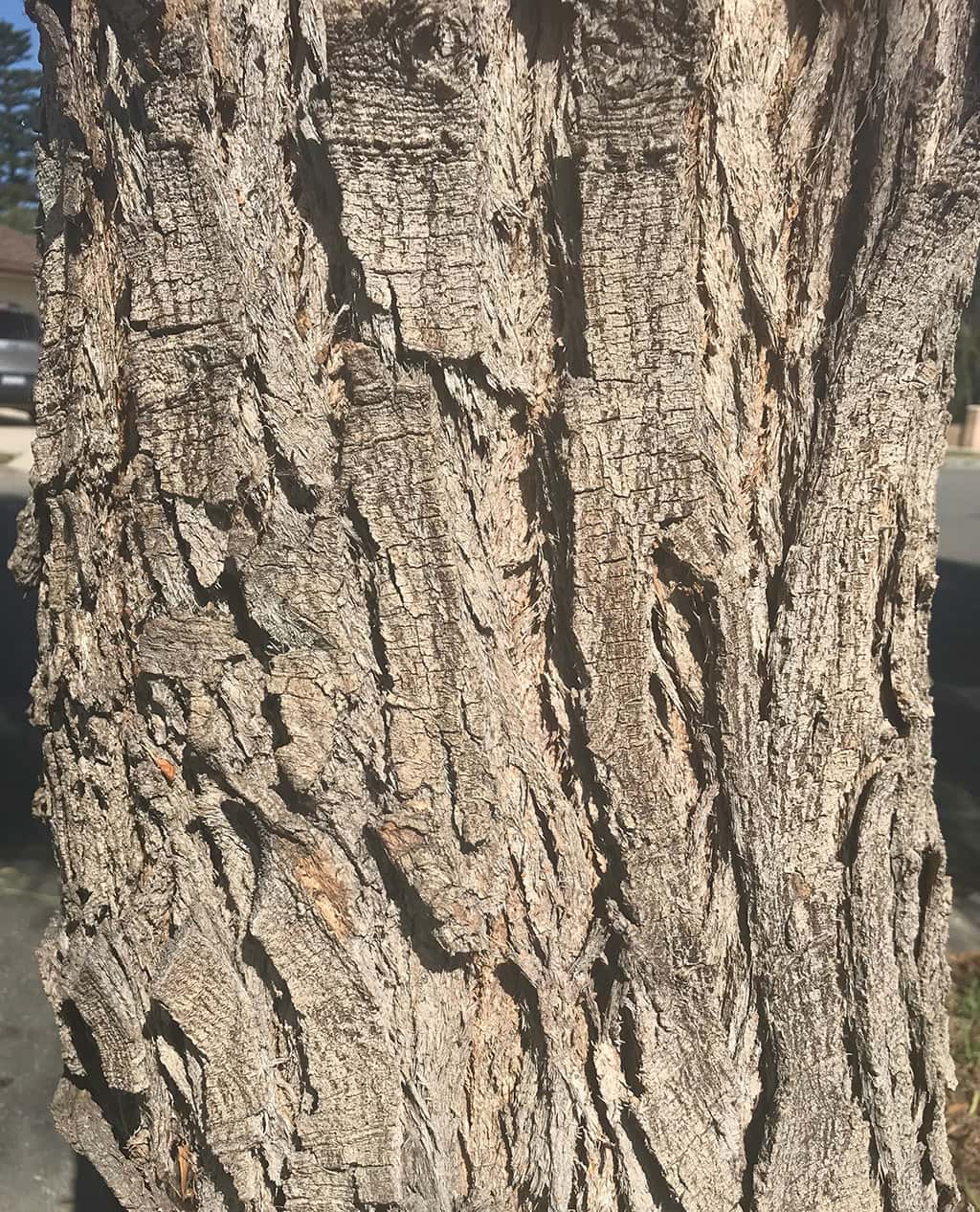 Australian Willow - Bark