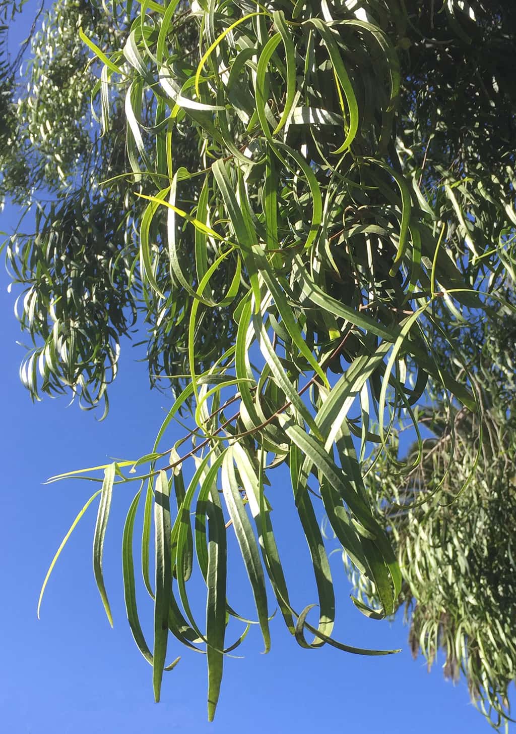 Australian Willow leaves by David Gress