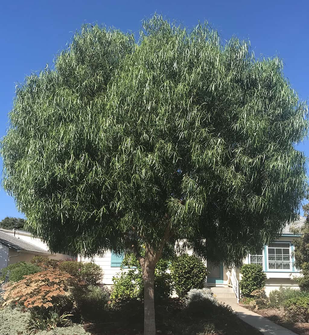 Australian Willow by David Gress