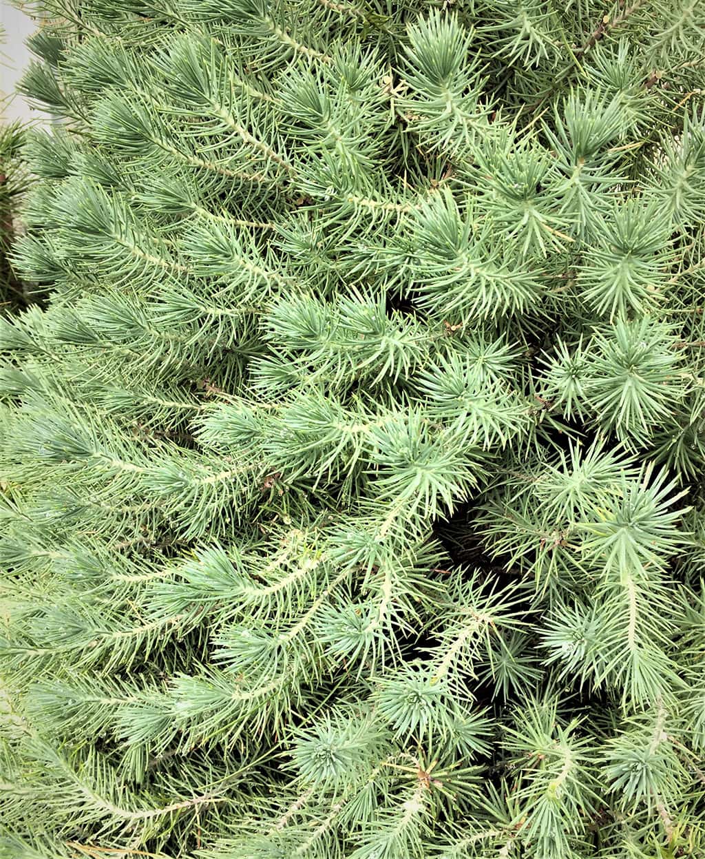 Stone Pine Juvenile Foliage by David Gress