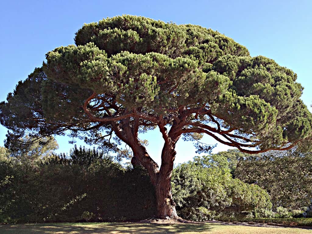 Stone Pine by David Gress