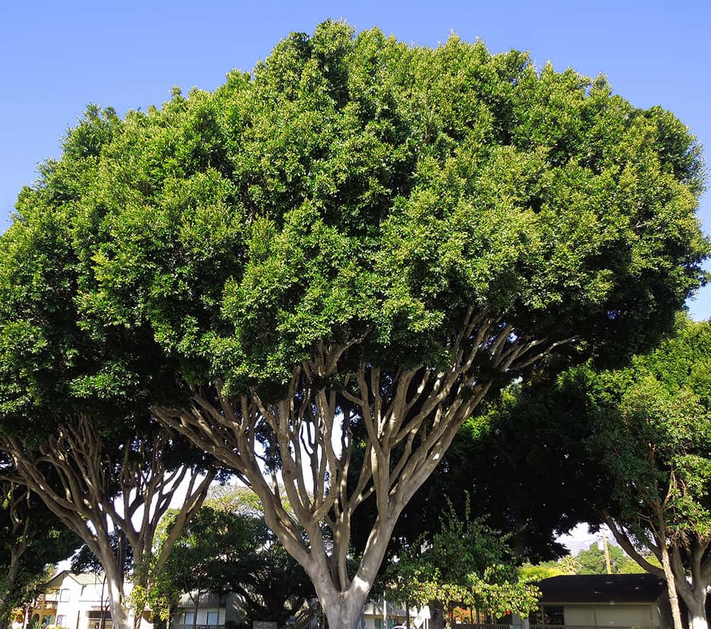 Indian Laurel Fig – Santa Barbara Beautiful