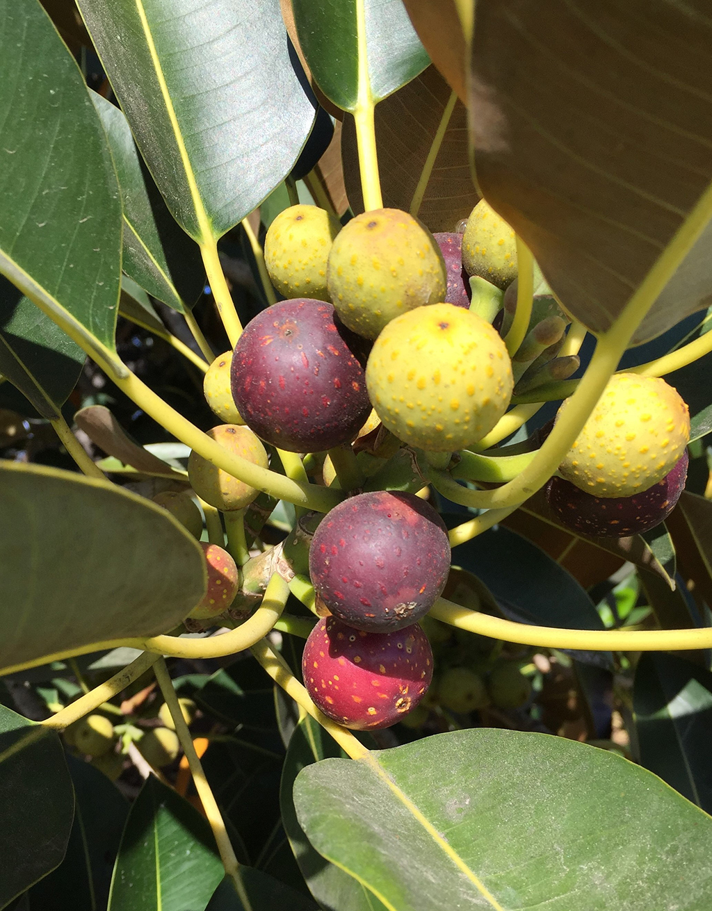 Moreton Bay Fig - Fruit