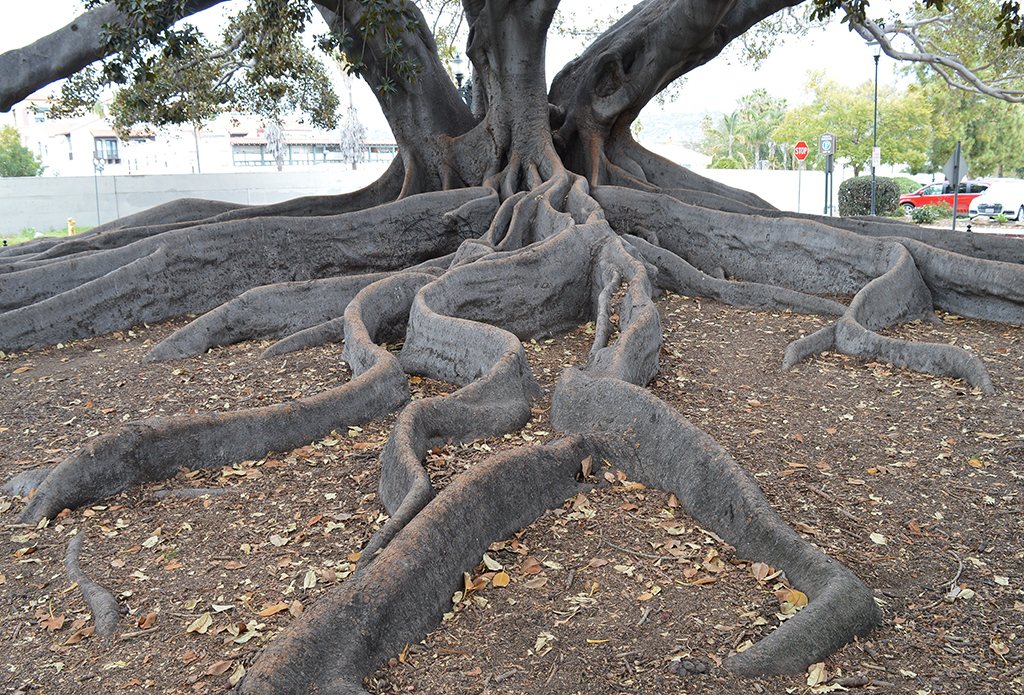 Moreton Bay Fig roots Santa Barbara photo David Gress