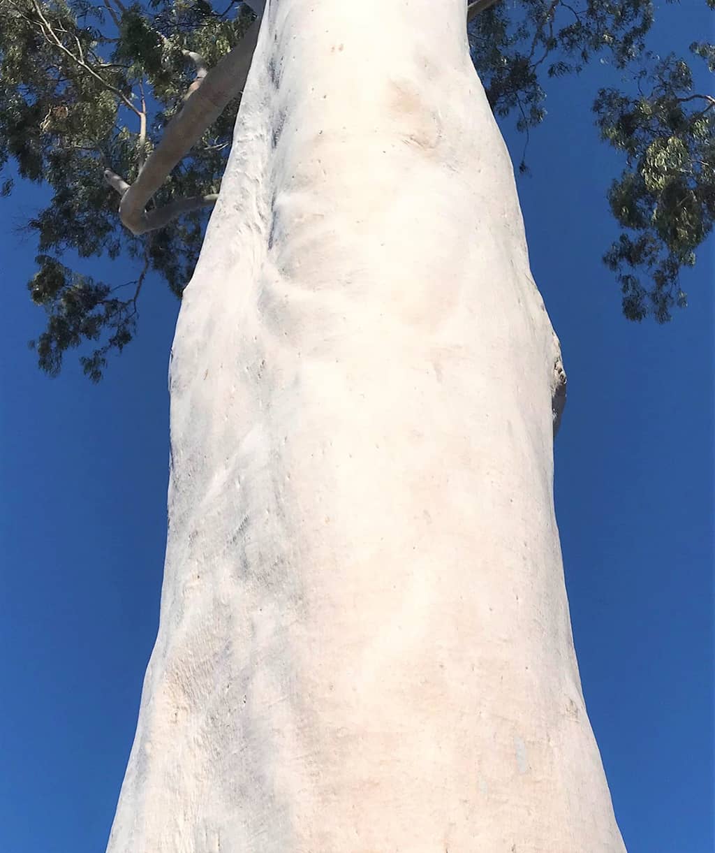 Lemon-Scented Gum Tree Bark by David Gress