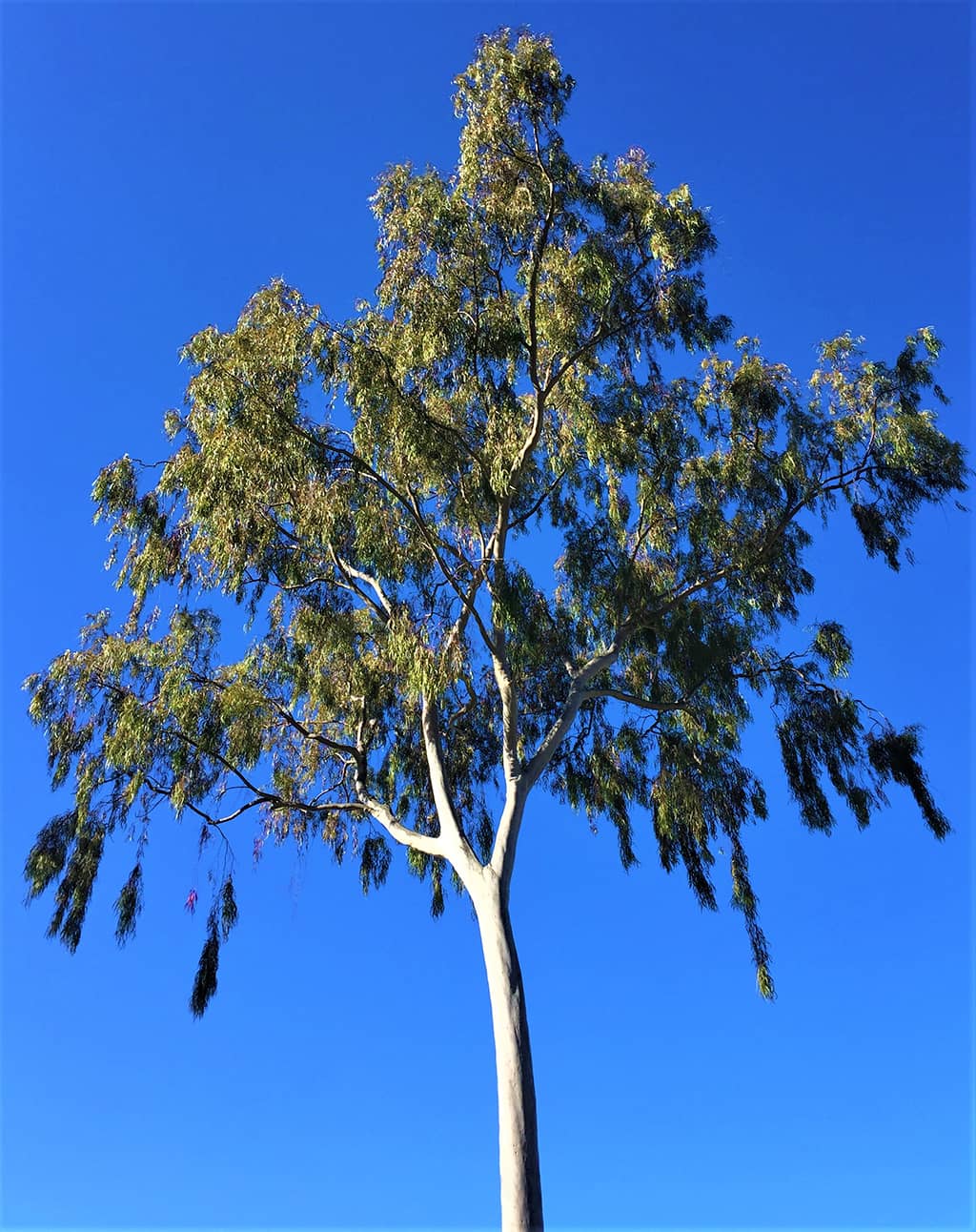 Lemon Scented Gum tree by David Gress