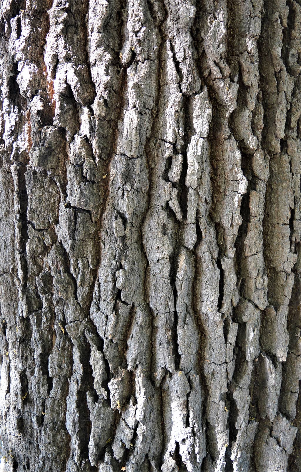 Southern Live Oak - Bark - photo David Gress