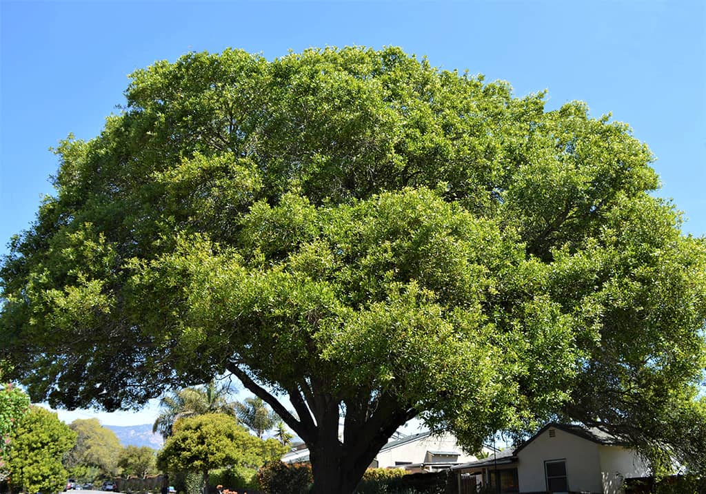 southern live oak tree leaves