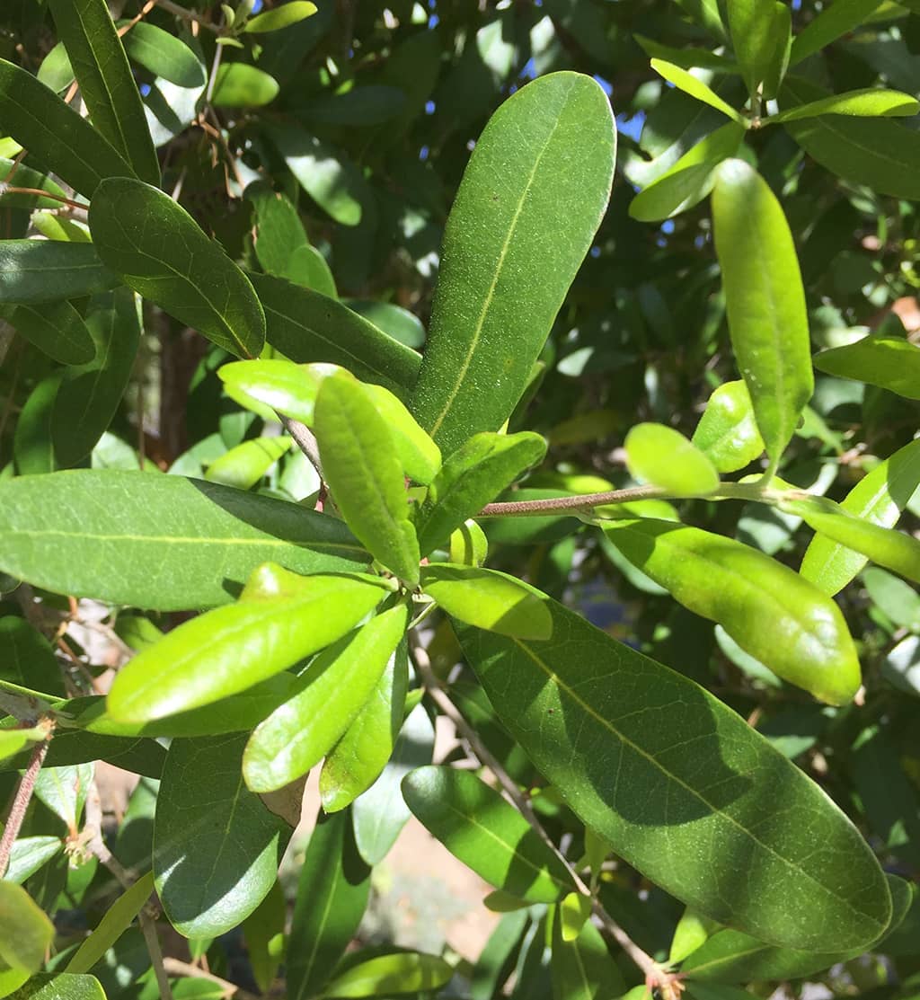 Southern Live Oak Tree Leaves