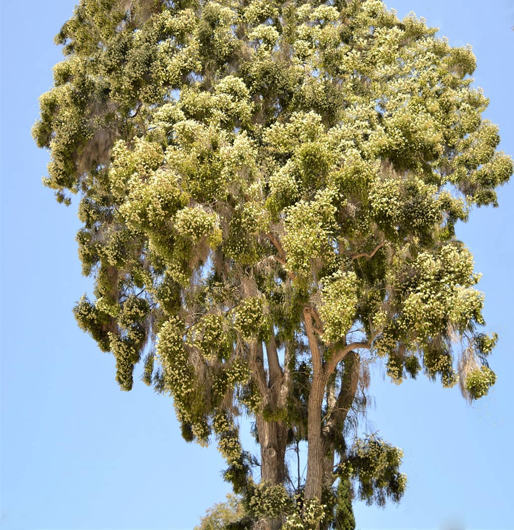 Snowy Fleece Tree by David Gress