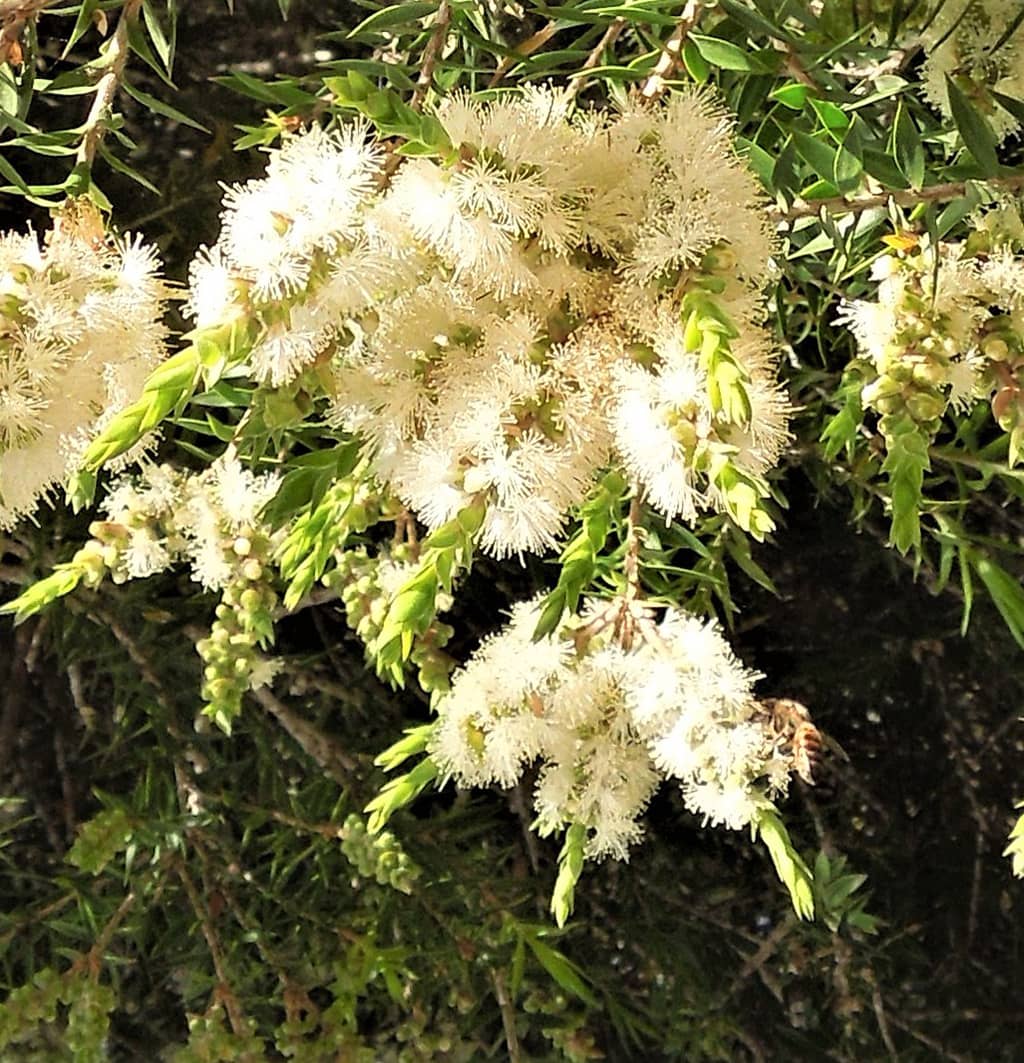 Snowy Fleece - Leaves by David Gress