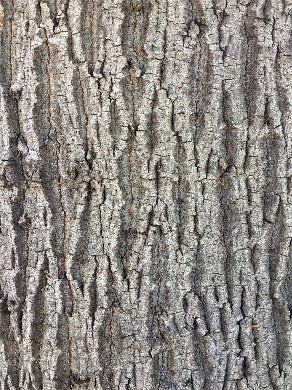 Pink Flame Tree Bark by David Gress