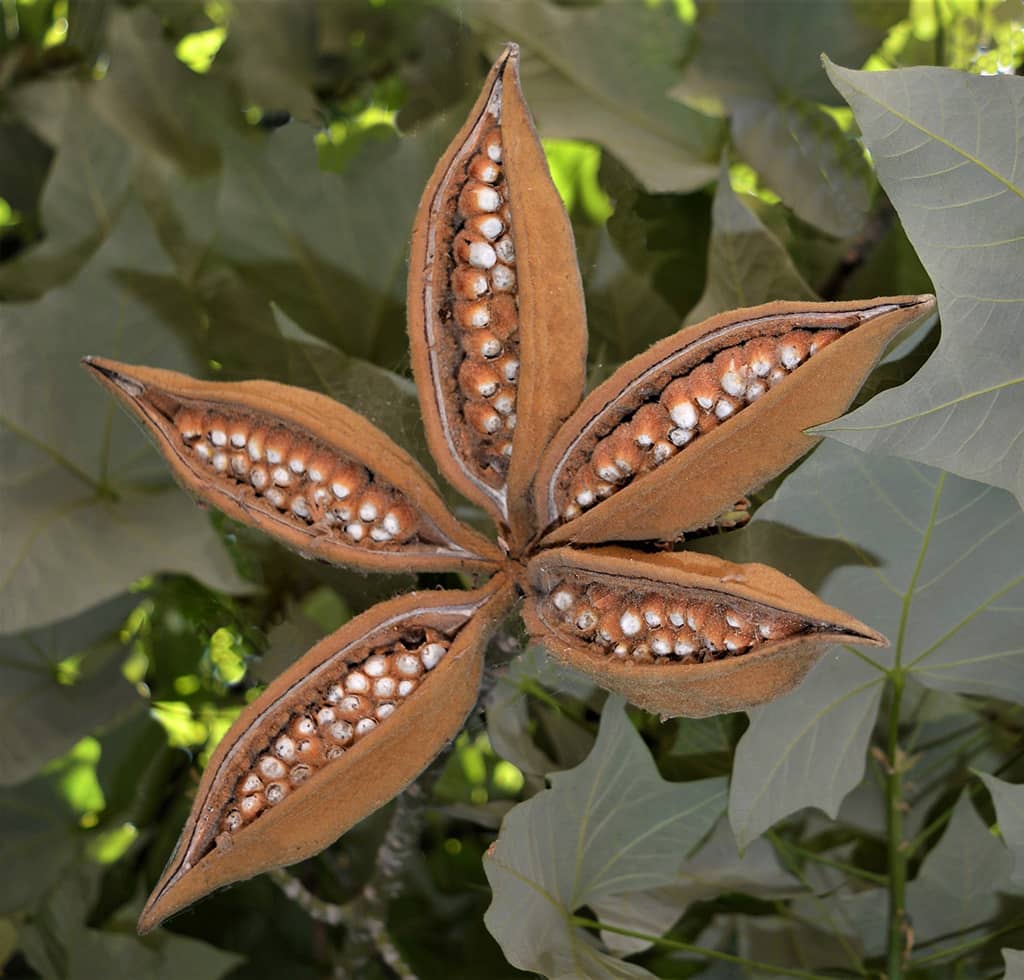 Pink Flame Tree Seed Pods by David Gress