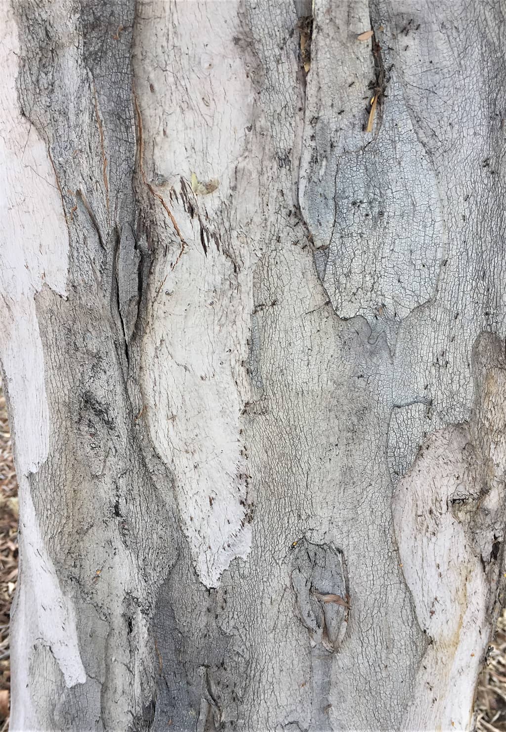 Water Gum tree bark photo by David Gress