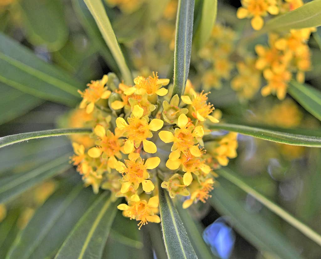 Water Gum Flowers photo David Gress