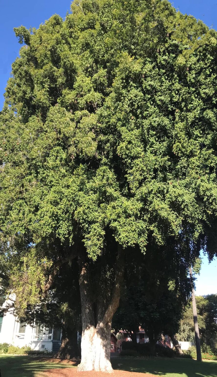 Eugenia Tree – Santa Barbara Beautiful