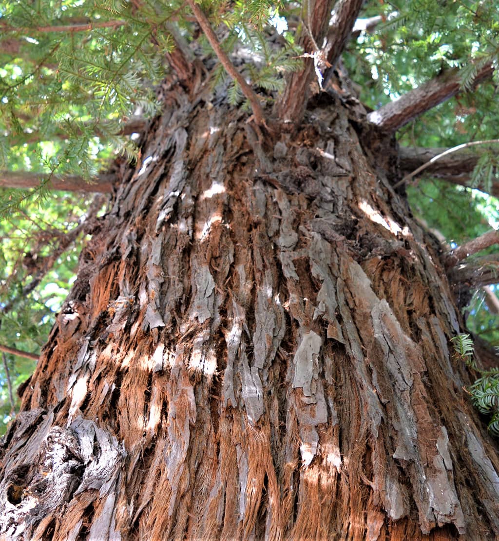 Coast Redwood Bark — photo by David Gress