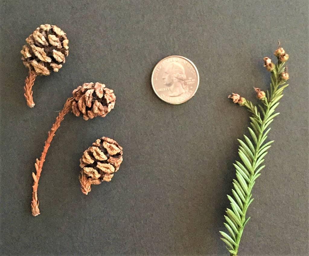 Coast Redwood Cones — photo by David Gress