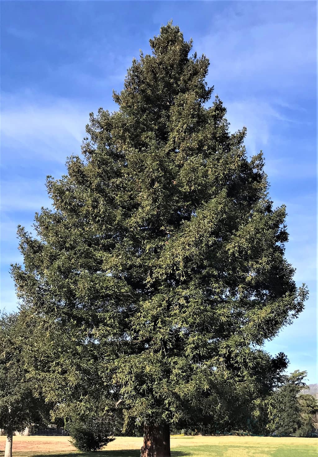 redwood trees leaves