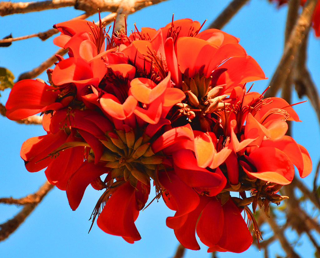 Erythrina caffra tree - Tree of the Month April 2021 David Gress photos