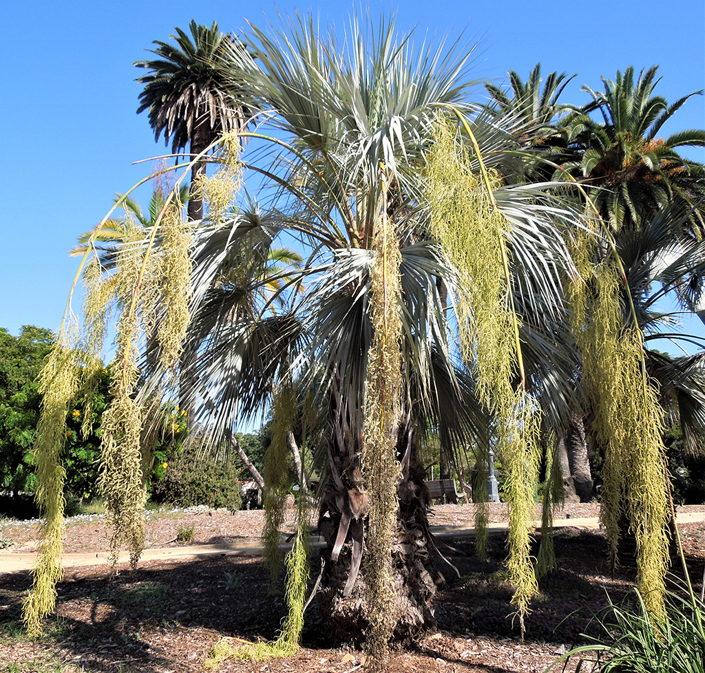 Blue Hesper Palm — Photo David Gress