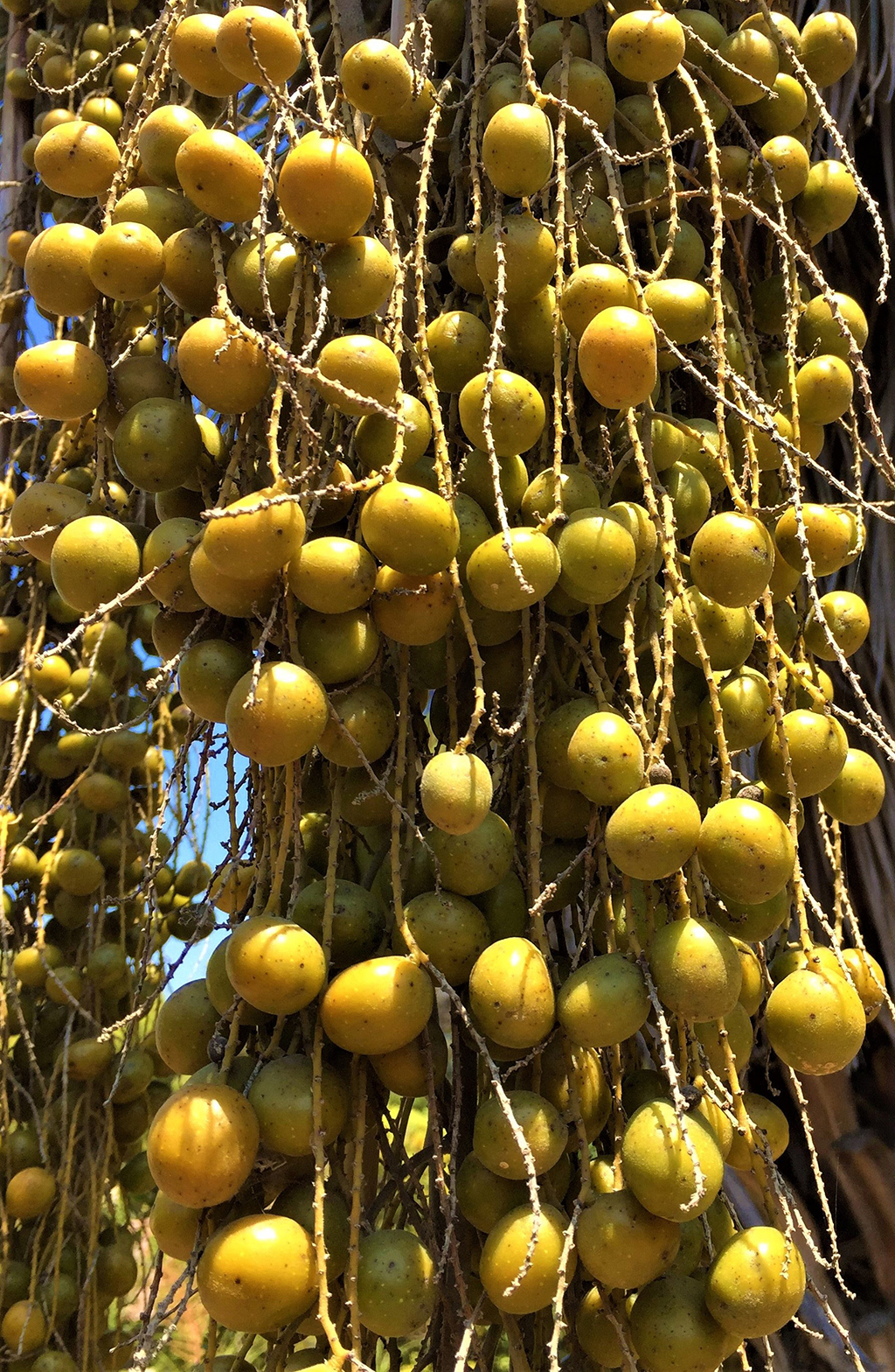 Blue Heaper Palm Fruit - Photo by David Gress