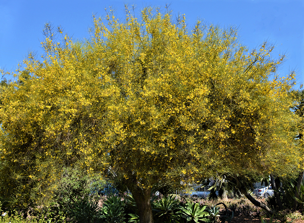 Mexican Palo Verde photo David Gress