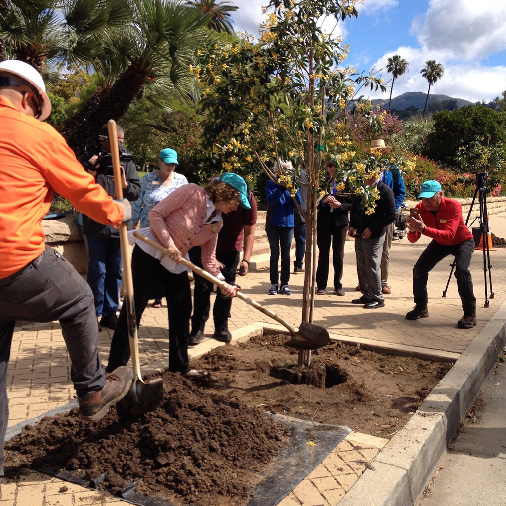 Santa Barbara Beautiful Street Tree Planting Ceremony