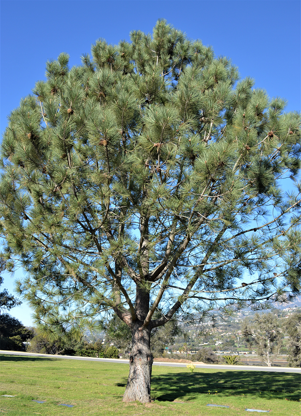 Torrey Pine photo by David Gress for Santa Barbara Beautiful