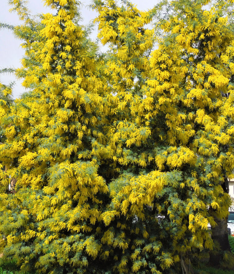 WinterBlooming Acacia Trees Santa Barbara Beautiful