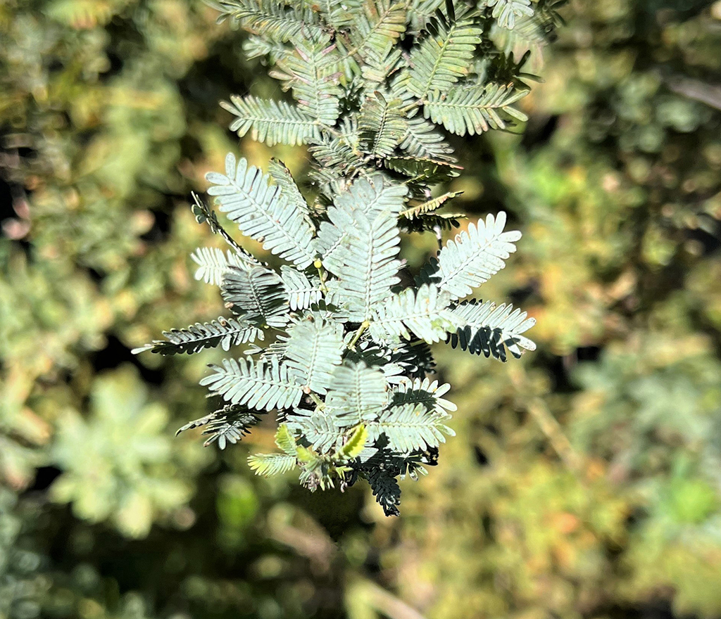 Winter-Blooming Acacia