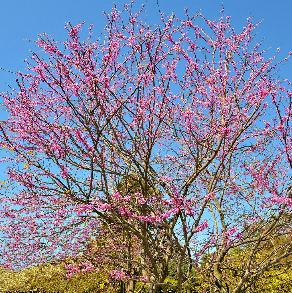 Eastern Redbud Tree photo by David Gress