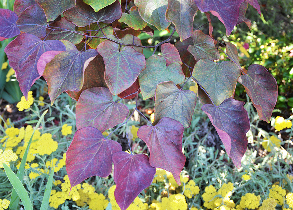 Eastern Redbug leaves photo by David Gress