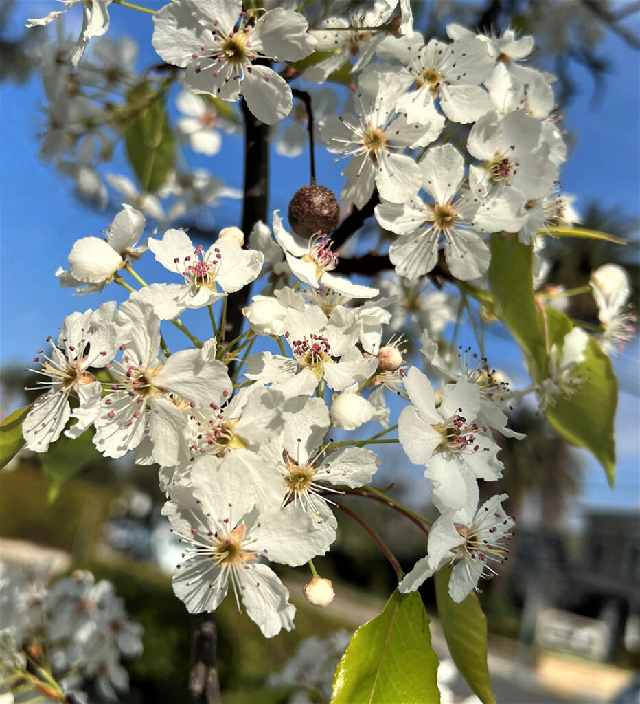 Evergreen Pear Santa Barbara Beautiful