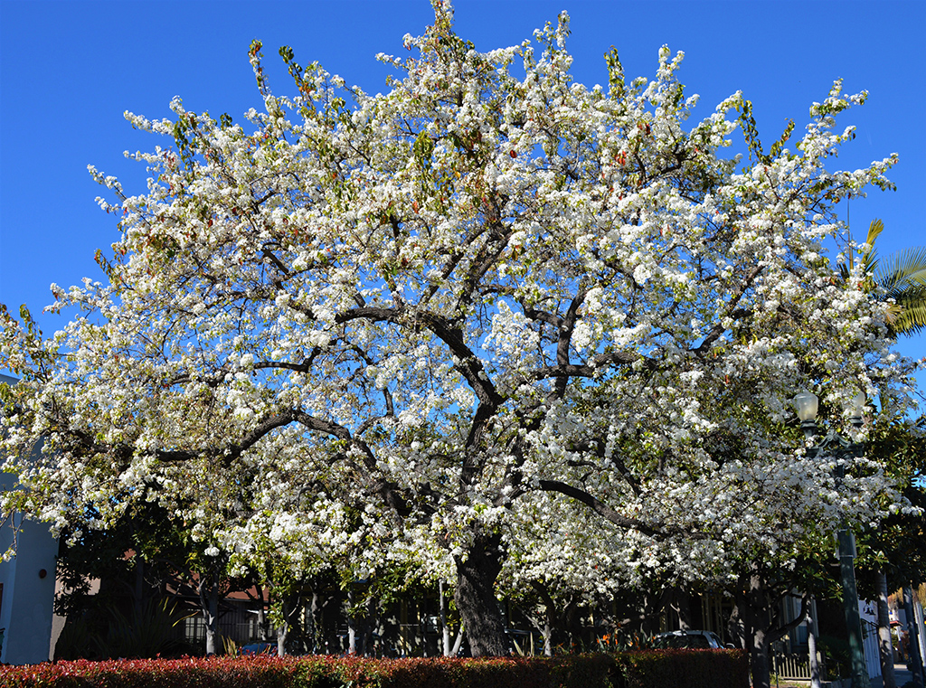 Evergreen Pear Tree photo by David Gress