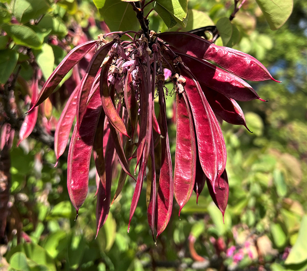 Westerm Redbid = Seedpods photo David Gress