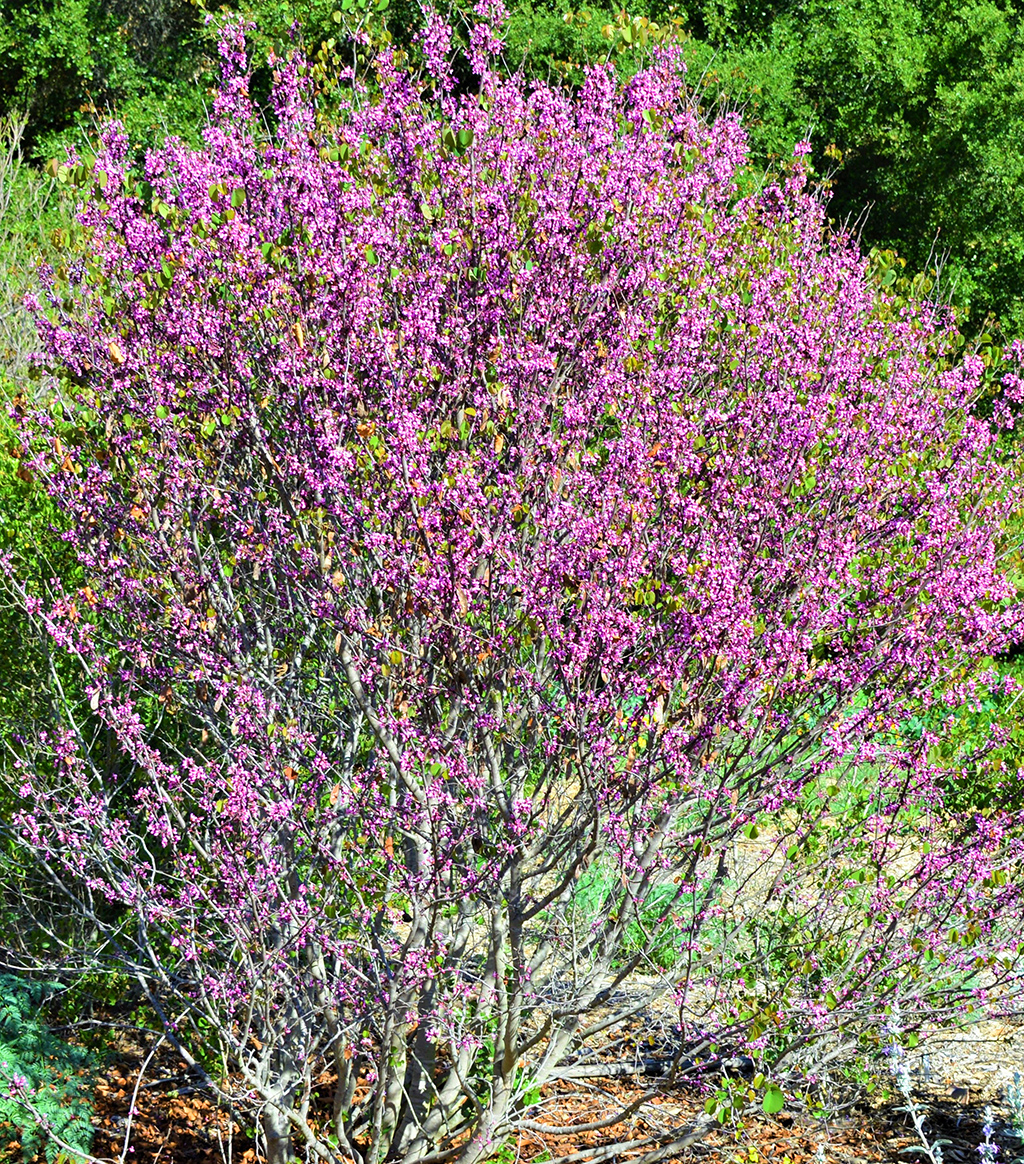 Western Redbud photo David Gress