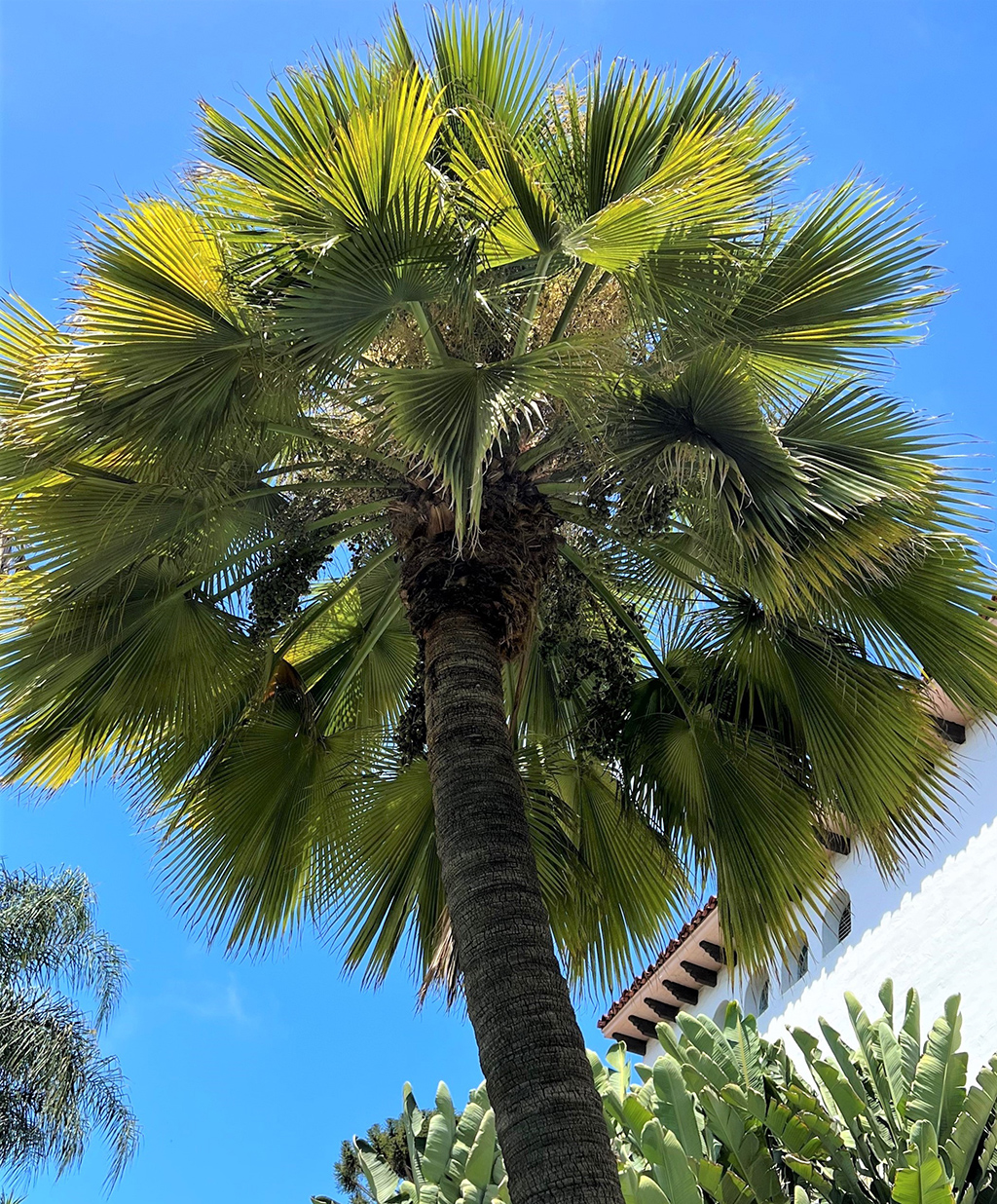 Guadalupe Palm David Gress Santa Barbara Beautiful