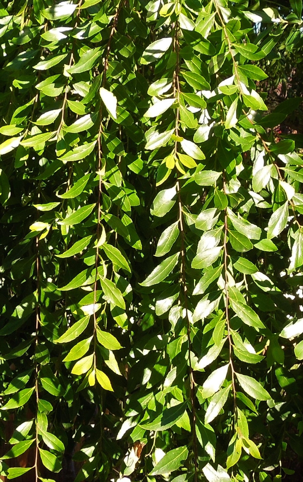 close up photo of boughs of Mayten Tree leaves