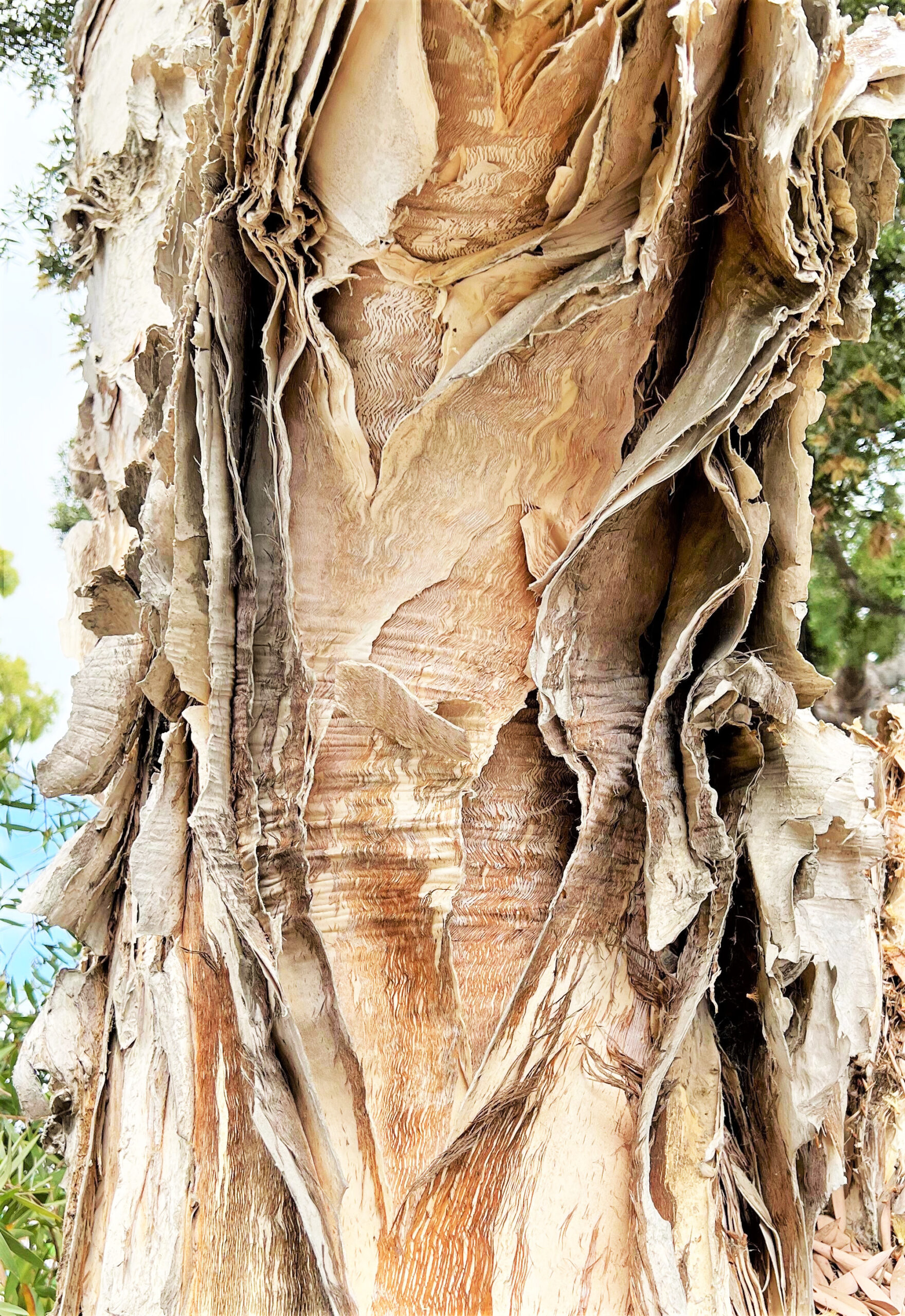 photo detail of the bark of the Paperbark Tree
