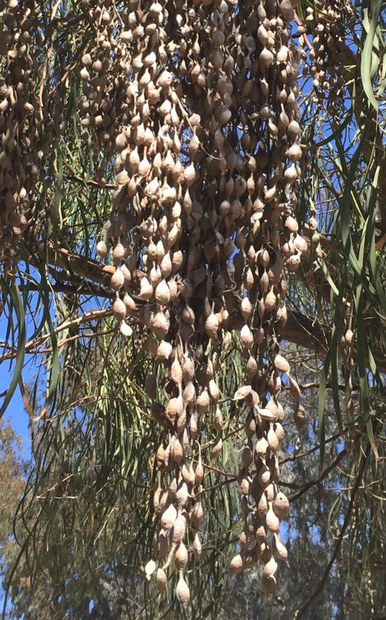 Shoestring Acacia Tree Santa Barbara Beautiful