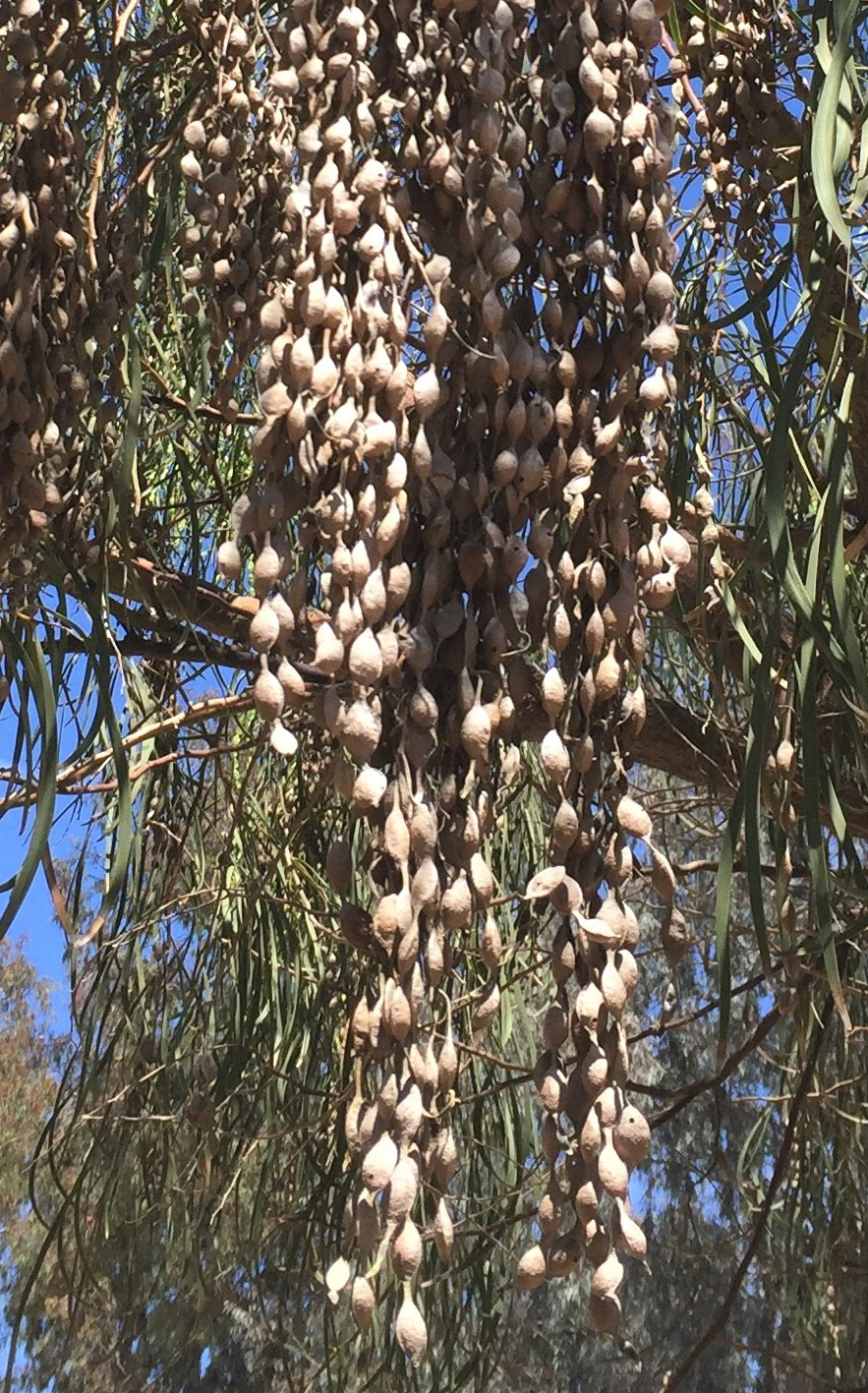 Shoestring Photo of seedpods of the Shoestring Acacia Tree